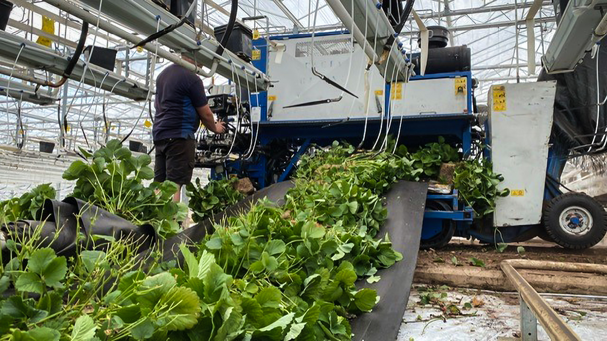 Koenen Groen Grond Infra - Hakselen